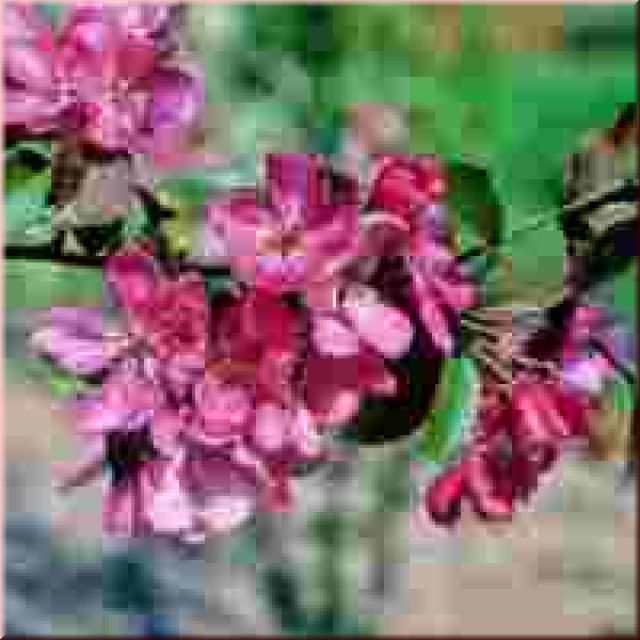 Malus 'Rudolph'CAC